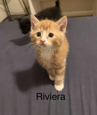 Riviera - Photo 1