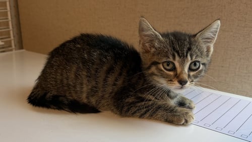 NORI - Tabby / Domestic Short Hair available for adoption