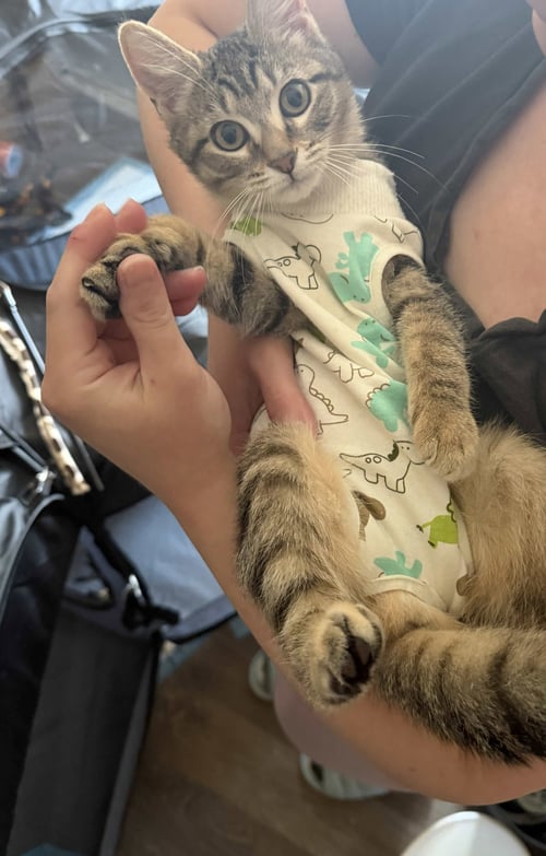 NORI - Tabby / Domestic Short Hair available for adoption