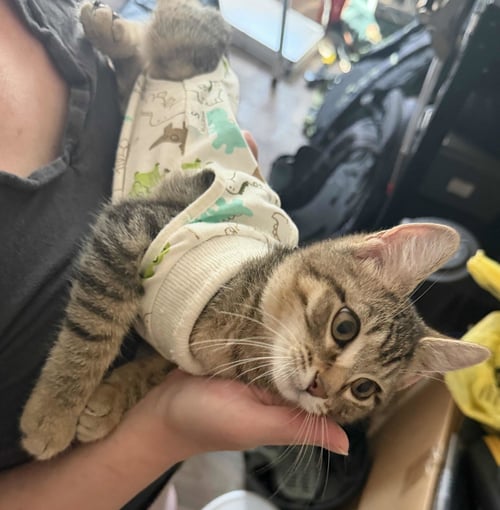 NORI - Tabby / Domestic Short Hair available for adoption