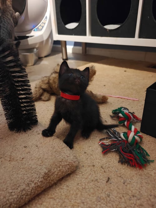 EVER - Domestic Short Hair available for adoption