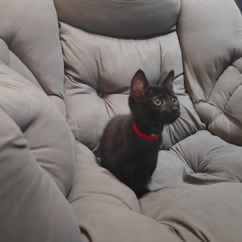 EVER - Domestic Short Hair available for adoption