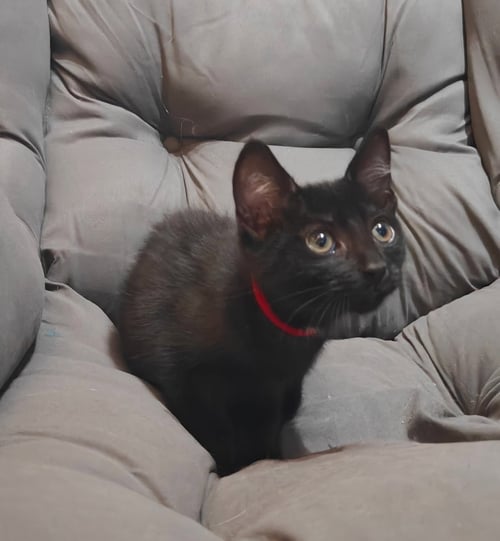 EVER - Domestic Short Hair available for adoption