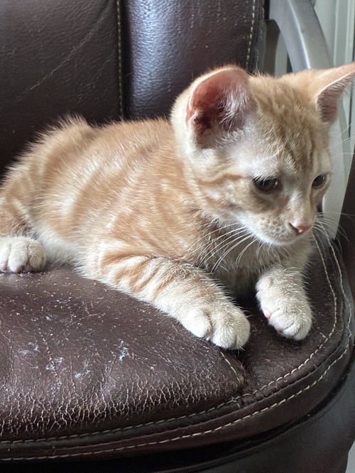 JELLY - Domestic Short Hair / Tabby available for adoption
