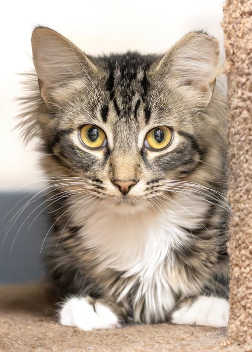 TUCKER - Domestic Medium Hair / Tabby available for adoption