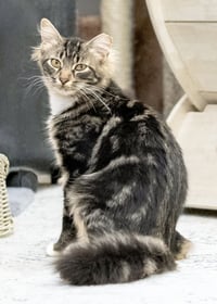 Tucker - Photo 5
