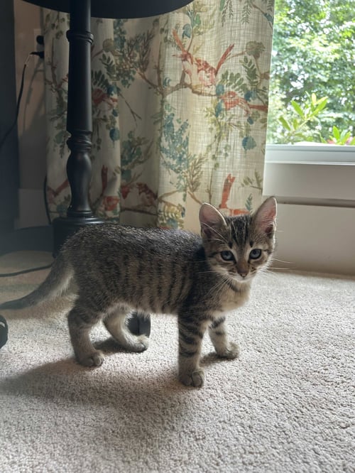 PADRE - Tabby / Domestic Short Hair available for adoption