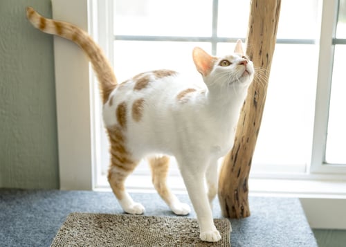 PRINCE QR - Domestic Short Hair available for adoption