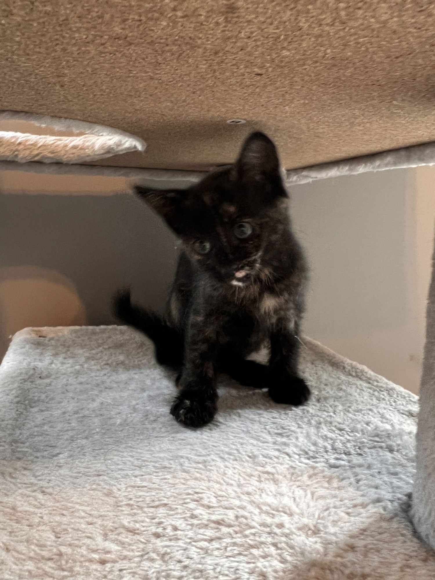 MAEB - Tortoiseshell / Domestic Short Hair available for adoption