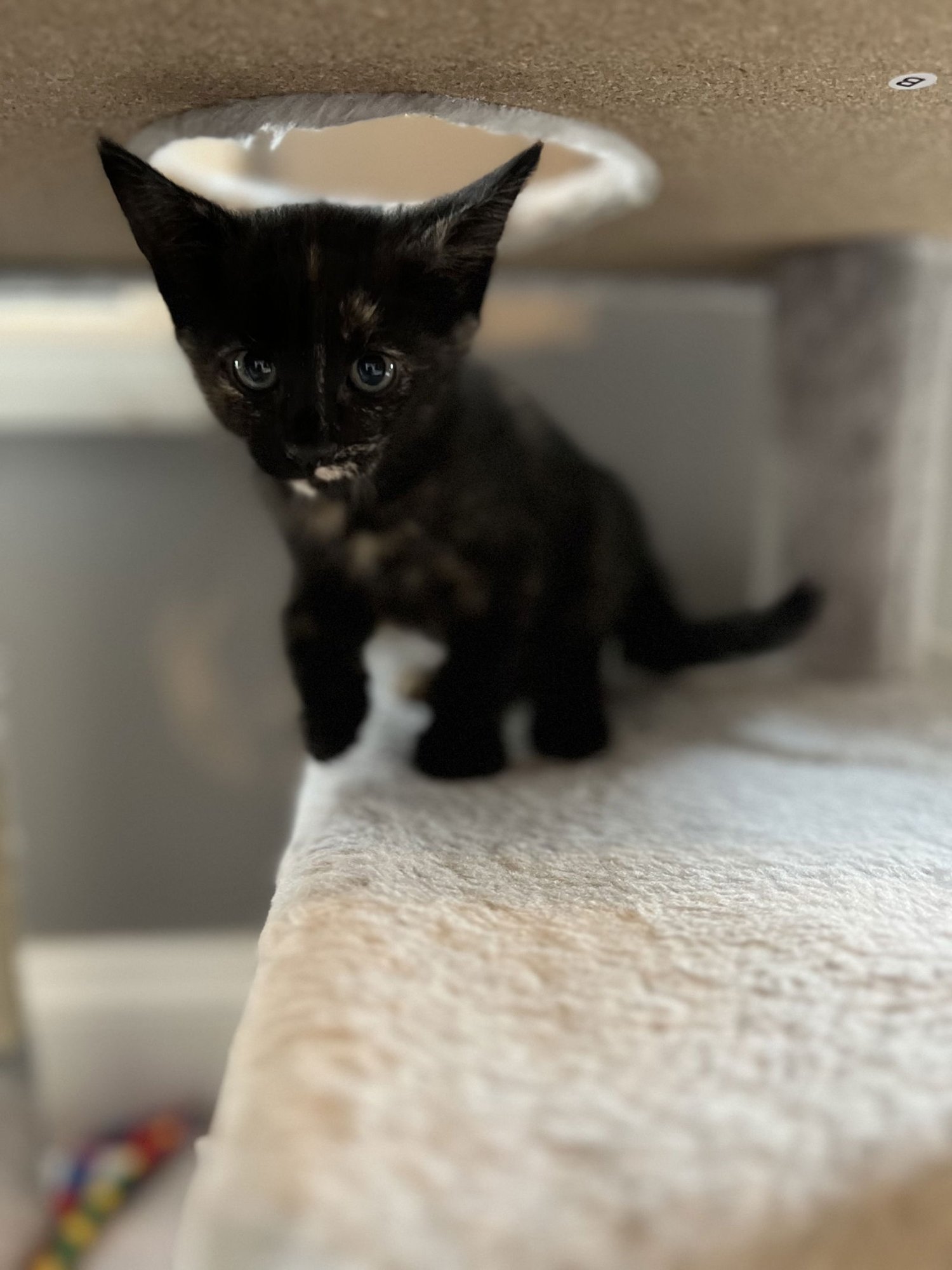 MAEB - Tortoiseshell / Domestic Short Hair available for adoption