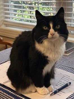 JANE - Domestic Medium Hair available for adoption