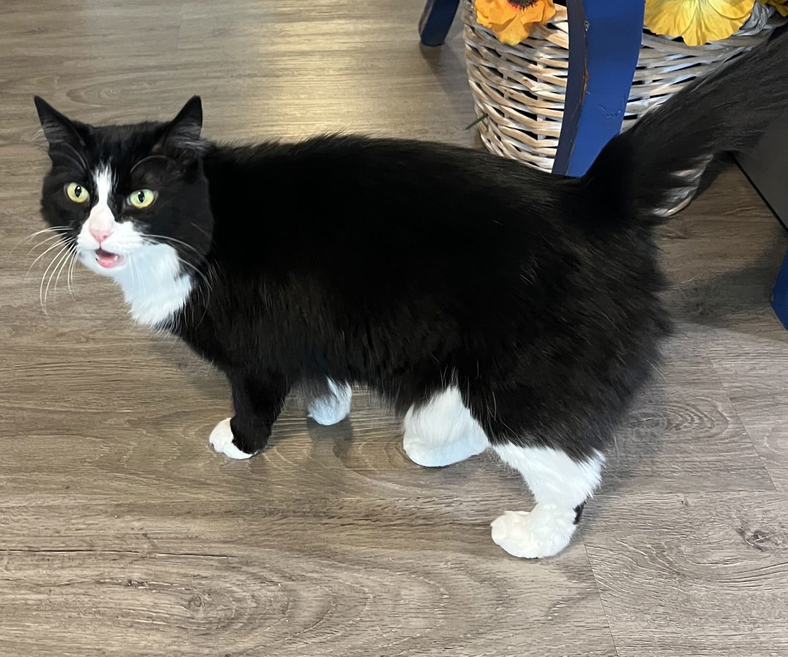 JANE - Domestic Medium Hair available for adoption