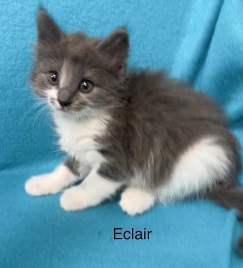 ECLAIR - Domestic Short Hair available for adoption