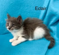 Eclair - Photo 3