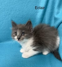 Eclair - Photo 4