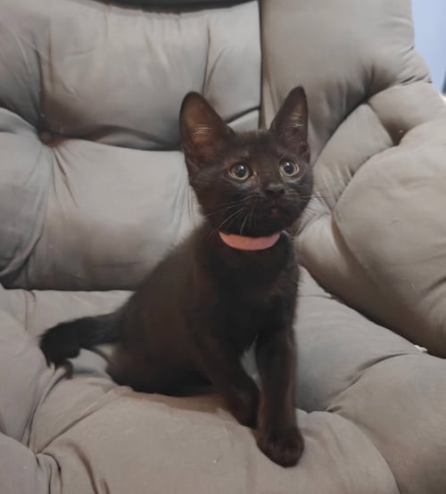 ELIA - Domestic Short Hair available for adoption