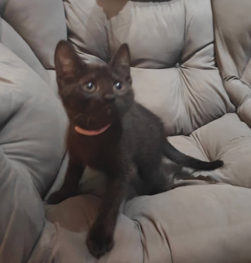 ELIA - Domestic Short Hair available for adoption