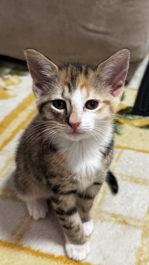 PURRINGTON - Calico / Tabby available for adoption