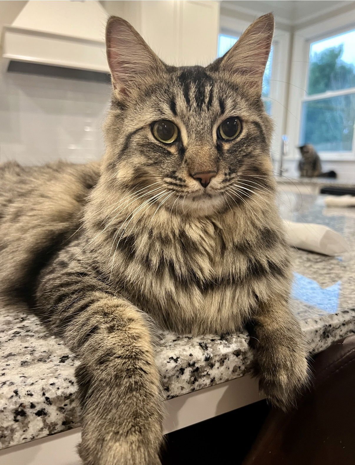 GUSSY - Domestic Long Hair / Tabby available for adoption