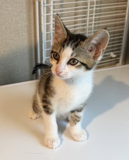 NASH - Tabby / Domestic Short Hair available for adoption
