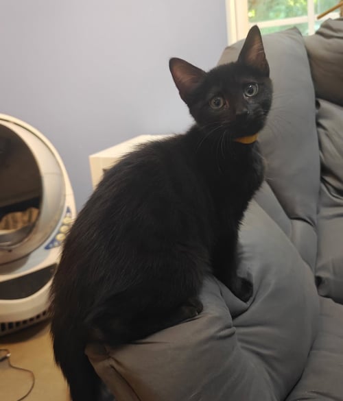 EMBRY - Domestic Short Hair available for adoption
