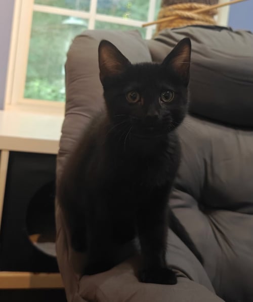 EMBRY - Domestic Short Hair available for adoption