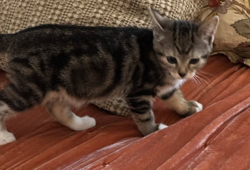 IVY - Tabby / Domestic Short Hair available for adoption