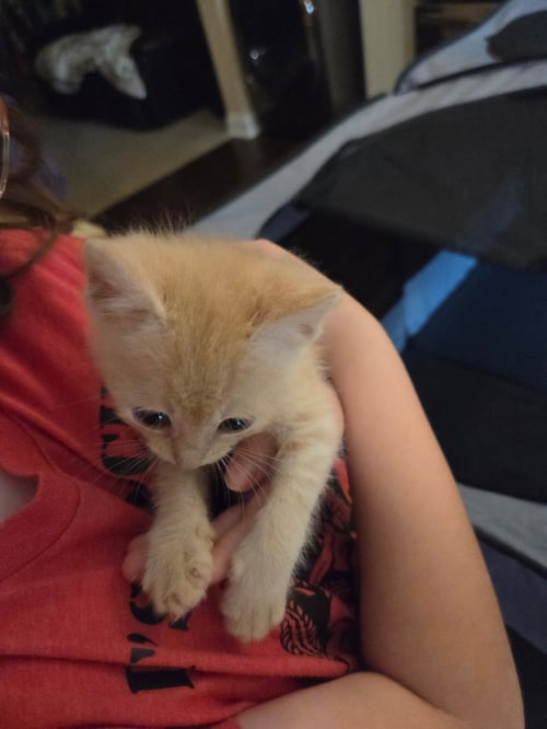 RADLEY - Domestic Short Hair available for adoption