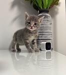 THYME - Tabby / Domestic Short Hair available for adoption