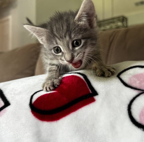 THYME - Tabby / Domestic Short Hair available for adoption