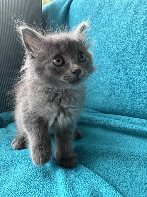 BIRDIE - Russian Blue / Domestic Medium Hair available for adoption