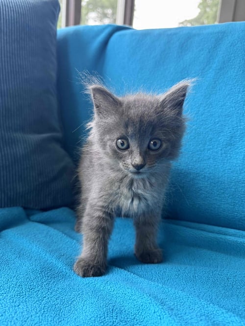 BIRDIE - Russian Blue / Domestic Medium Hair available for adoption