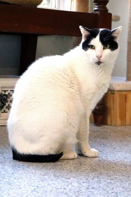 BOSIK - Turkish Van / Domestic Short Hair available for adoption
