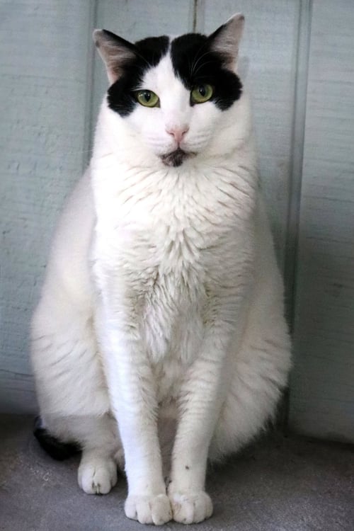 BOSIK - Turkish Van / Domestic Short Hair available for adoption