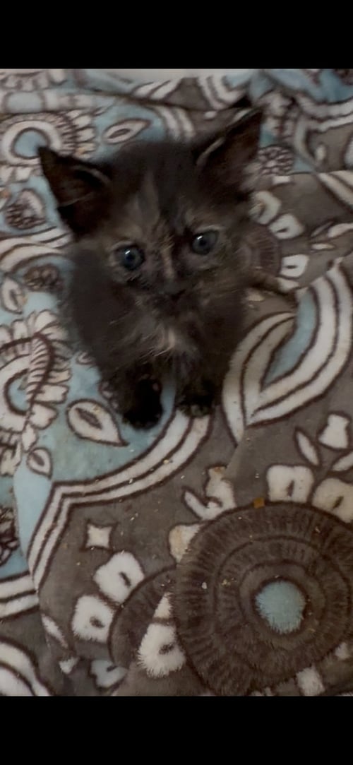 GRETEL - Tortoiseshell / Domestic Short Hair available for adoption