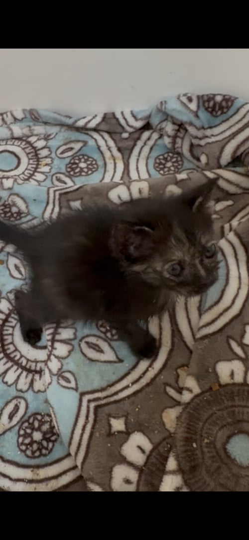 GRETEL - Tortoiseshell / Domestic Short Hair available for adoption