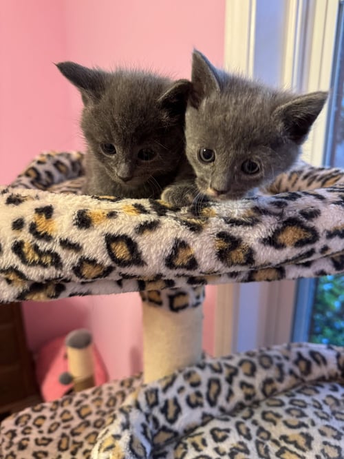 IGGY - Russian Blue / Domestic Short Hair available for adoption