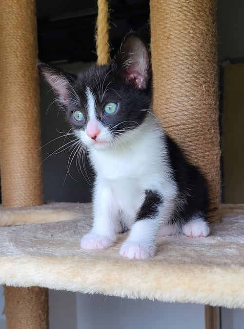 LYNETTE - Domestic Short Hair available for adoption