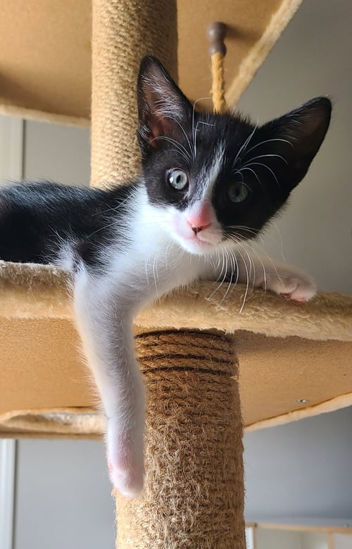 LYNETTE - Domestic Short Hair available for adoption