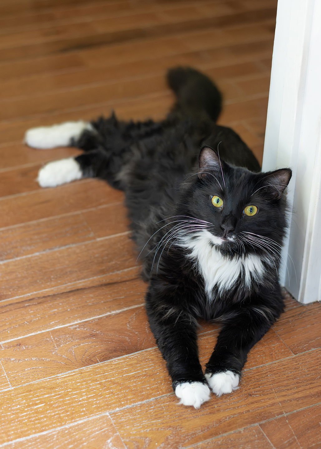 SEYMORE - Norwegian Forest Cat / Domestic Medium Hair available for adoption