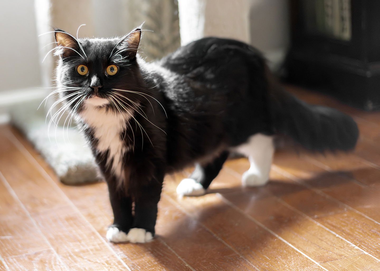 DANDY - Norwegian Forest Cat / Domestic Medium Hair available for adoption