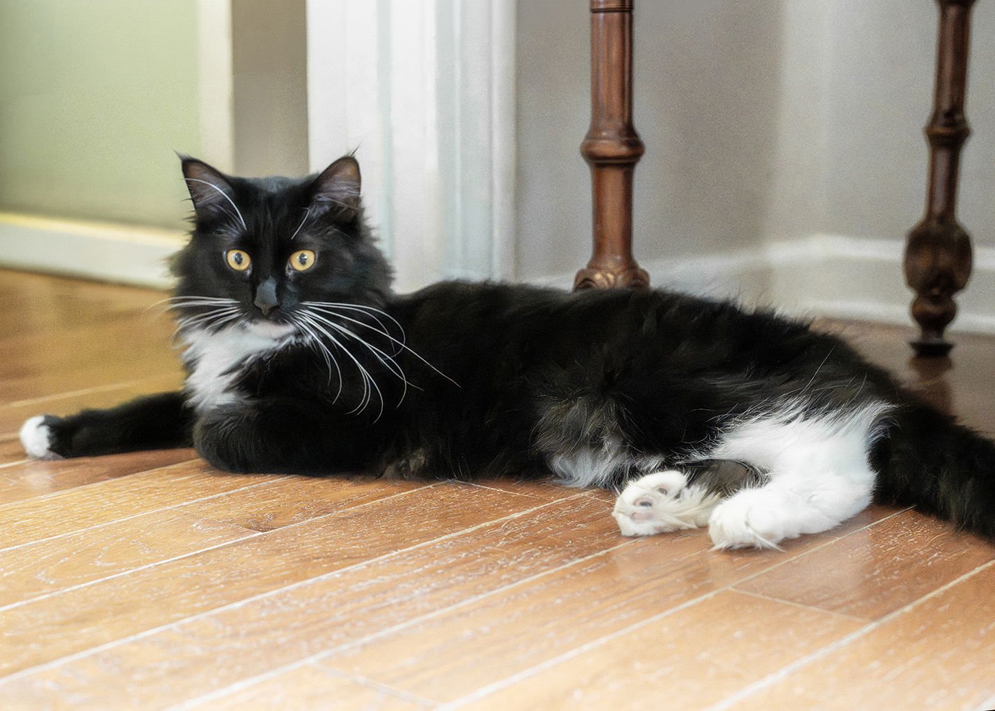 DANDY - Norwegian Forest Cat / Domestic Medium Hair available for adoption