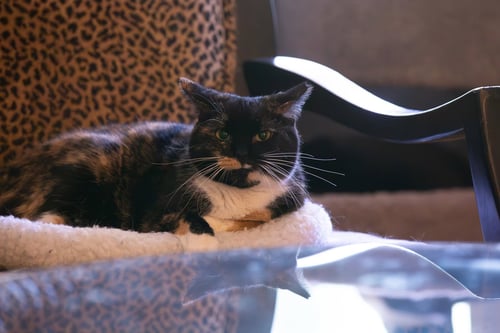 CECE - Calico / Domestic Short Hair available for adoption