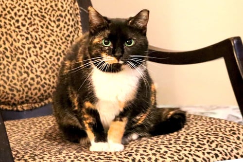 CECE - Calico / Domestic Short Hair available for adoption