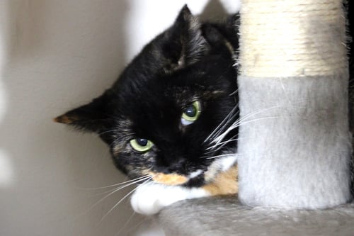 CECE - Calico / Domestic Short Hair available for adoption