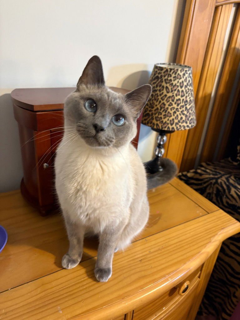 ISABELLA - Siamese / Domestic Short Hair available for adoption