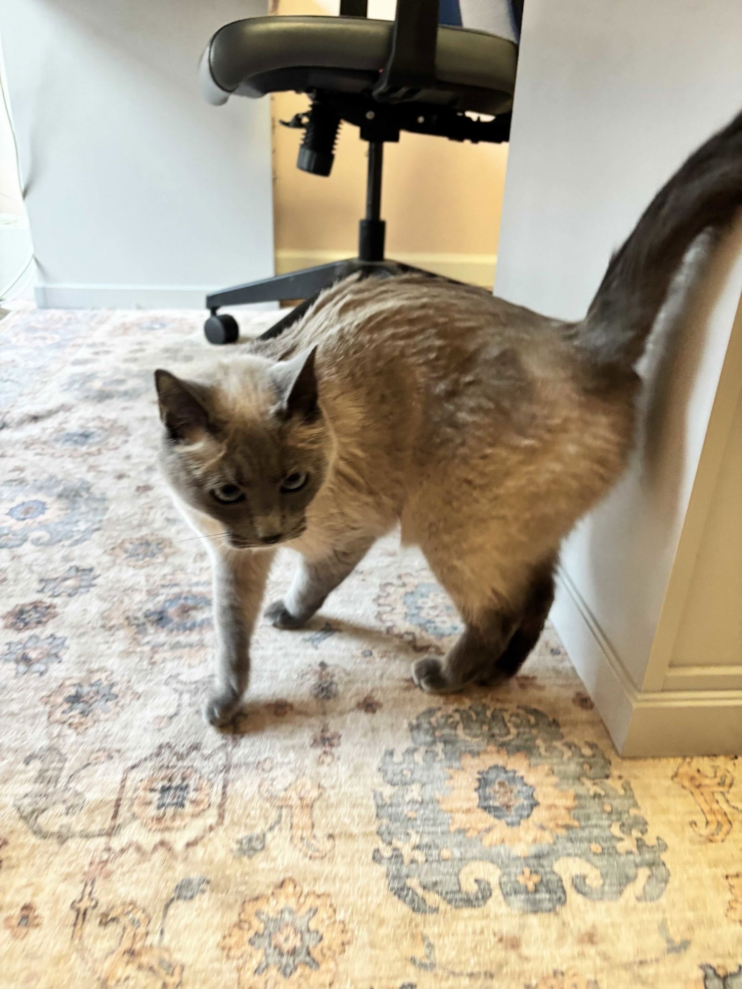 ISABELLA - Siamese / Domestic Short Hair available for adoption