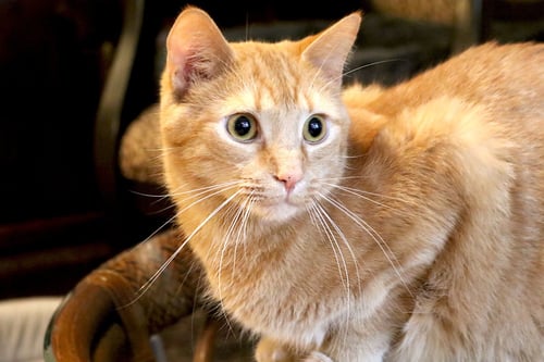 MANDARIN - Domestic Short Hair for adoption in Sandy Springs