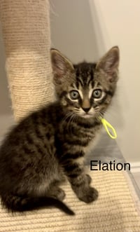 Elation - Photo 1