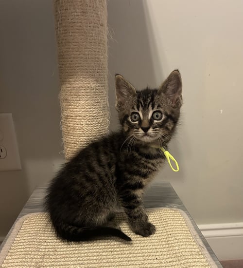 ELATION - Tabby / Domestic Short Hair available for adoption